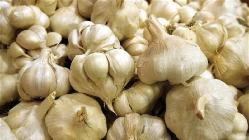 قیمت خرید سیر سفید گلخانه ای + تست کیفیت