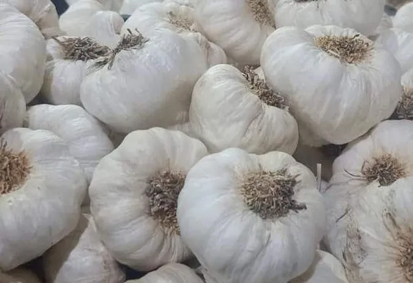 بهترین سیر سفید خشک + قیمت خرید عالی