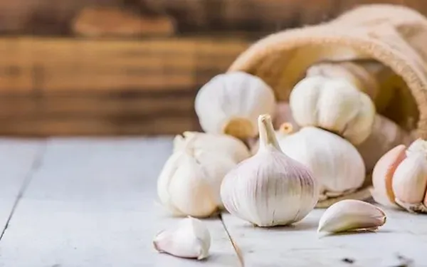 بهترین سیر سفید همدان + قیمت خرید عالی