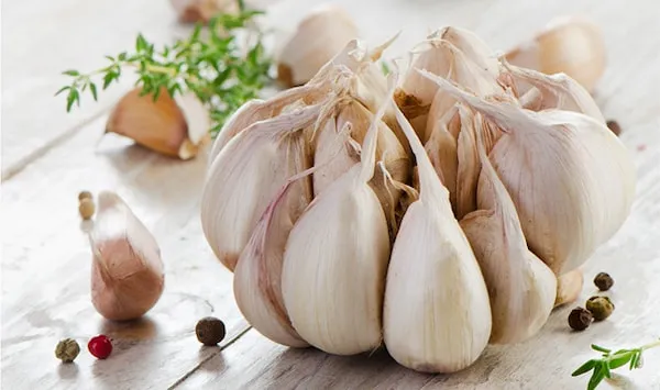 بهترین سیر سفید معطر + قیمت خرید عالی